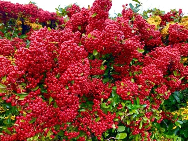 Người xưa dặn: &quot;Cây âm không vào cửa, cây dương không ở mồ&quot;, tại sao vậy?  - Ảnh 8.