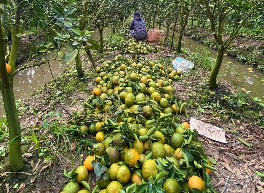 Cam sành miền Tây rớt giá thê thảm, bán lẻ chỉ còn 5.000 đồng/kg, người Sài Gòn thi nhau bán cam - Ảnh 7.