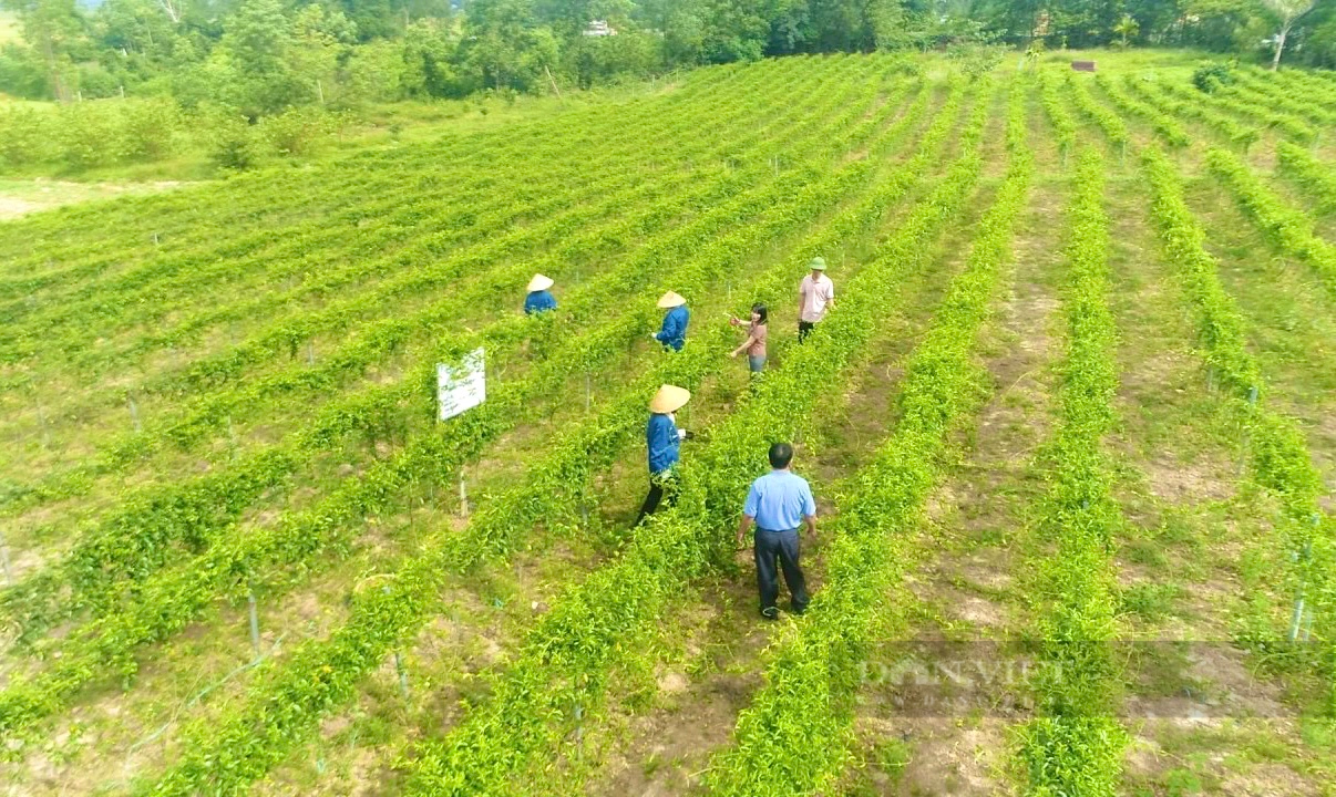 Quảng Bình: Ở huyện này, sản phẩm OCOP bán qua sàn thương mại điện tử, mạng xã hội rất hút khách - Ảnh 4.