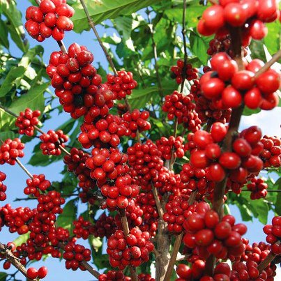 Giá cà phê ngày 9/12: Quay đầu sụt giảm do đầu cơ đẩy mạnh bán ra - Ảnh 3.
