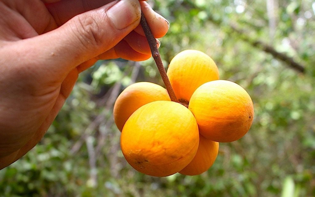 Loại quả từng là trái cây mọc dại chẳng ai buồn động đến, nay bỗng thành đặc sản hiếm có tiền cũng khó mua - Ảnh 7.