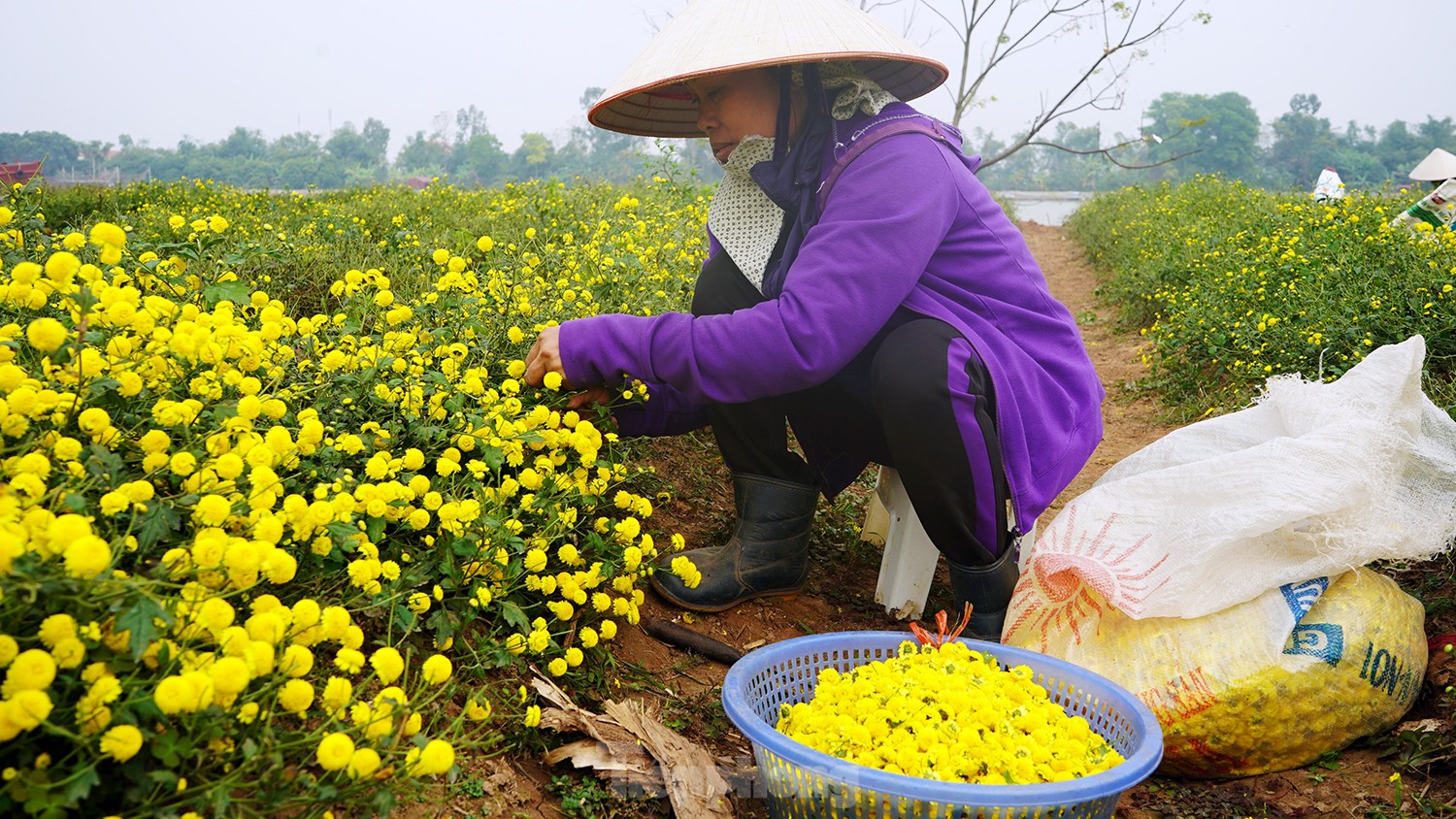 Bội thu khi dân bỏ cúc thường, trồng hoa cúc chi làm trà - Ảnh 3. Bội thu khi dân bỏ cúc thường, trồng hoa cúc chi làm trà - Ảnh 3.