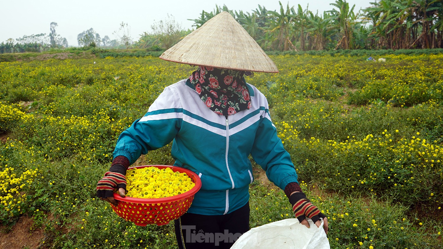 Bội thu khi dân bỏ cúc thường, trồng hoa cúc chi làm trà - Ảnh 8. Bội thu khi dân bỏ cúc thường, trồng hoa cúc chi làm trà - Ảnh 8.