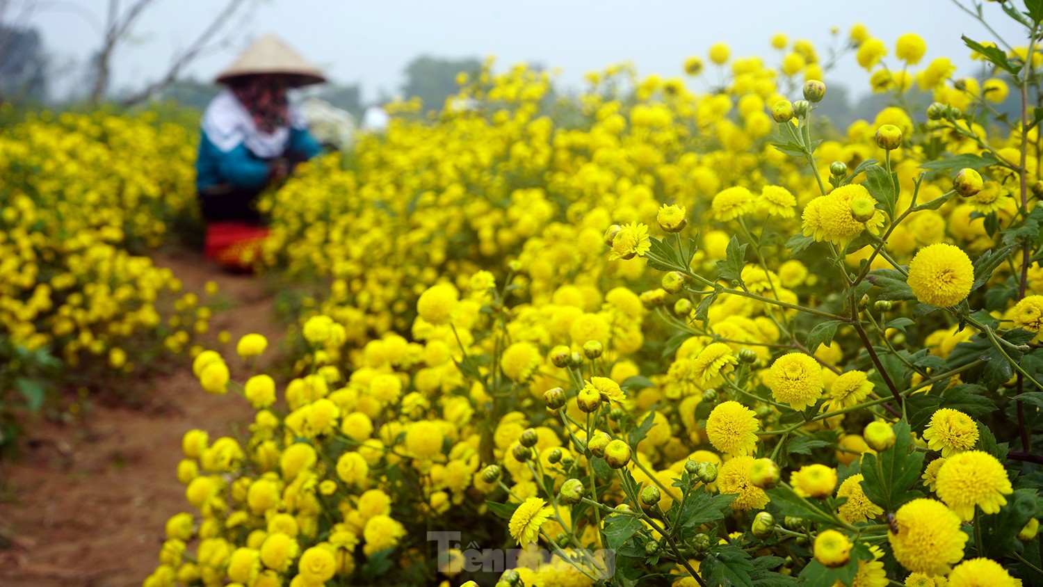 Bội thu khi dân bỏ cúc thường, trồng hoa cúc chi làm trà - Ảnh 6. Bội thu khi dân bỏ cúc thường, trồng hoa cúc chi làm trà - Ảnh 6.