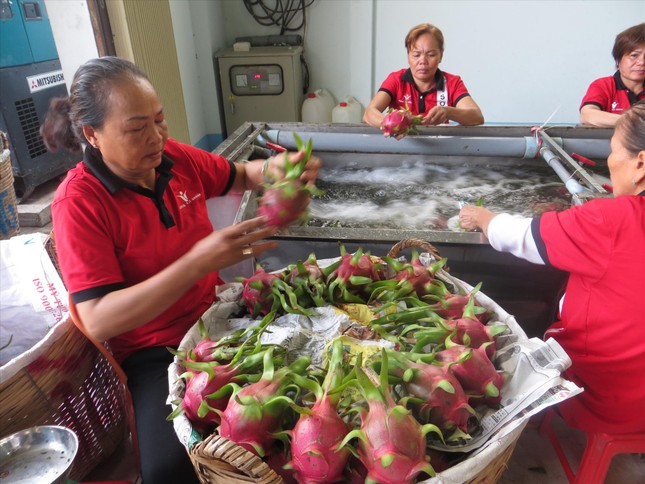 Xuất khẩu nông sản sang Trung Quốc: Chuẩn bị cho 'cuộc chơi' mới - Ảnh 1.