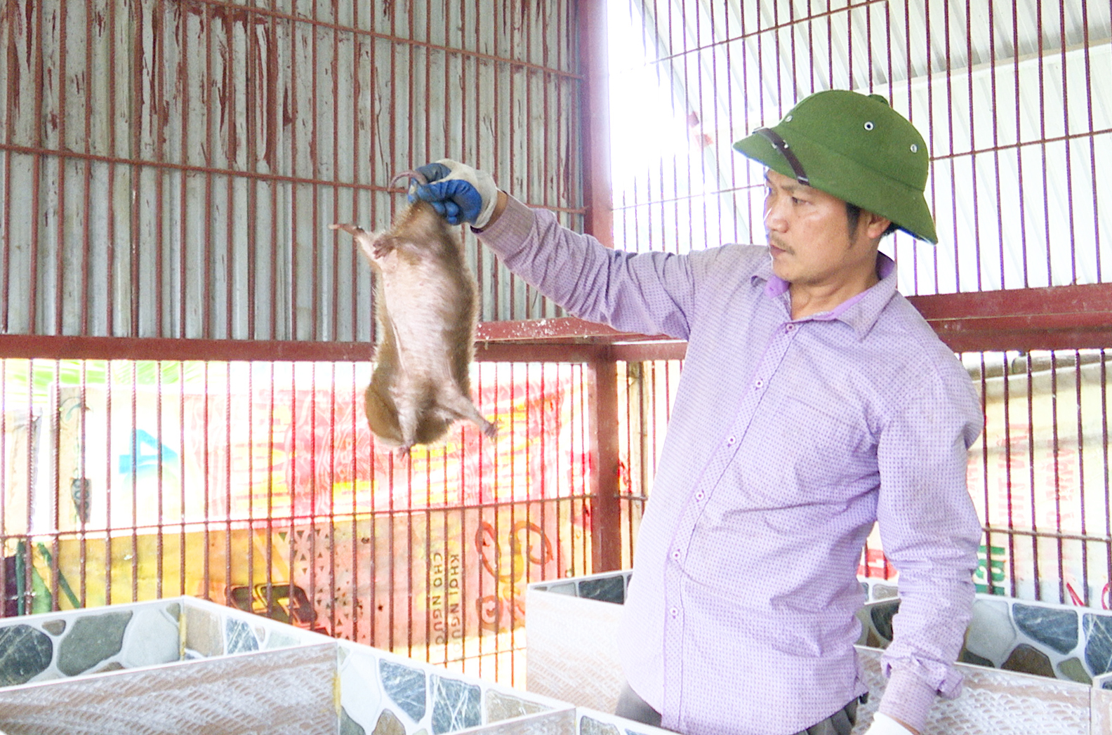 Anh nông dân Hà Tĩnh nuôi dúi giỏi thu nhập hàng trăm triệu, nhiều người kéo đến nhà xem để học tập - Ảnh 1.