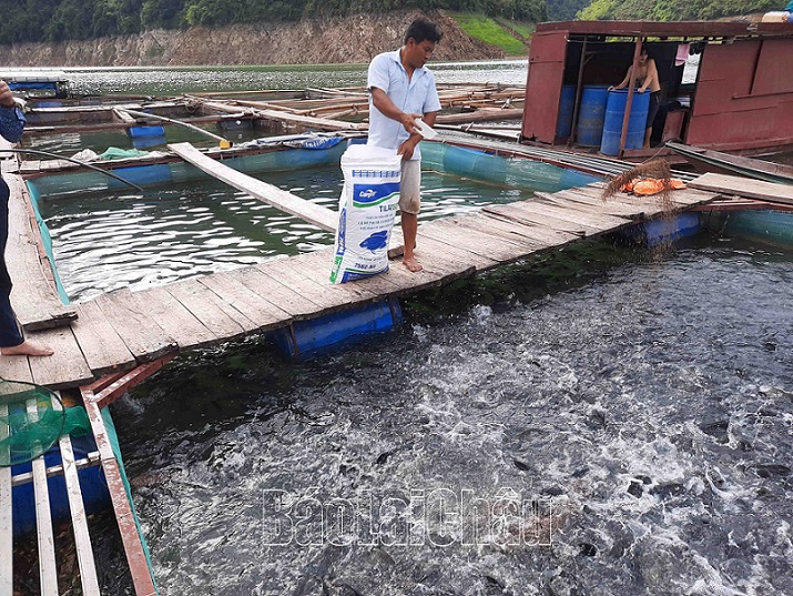 Cá quẫy dày đặc trong lồng ở hồ thủy điện ở Lai Châu, hàng trăm lao động có thu nhập 4-5 triệu/người/tháng - Ảnh 2.