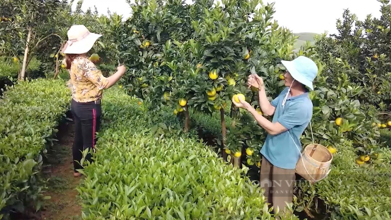 Từ 2 quả cam rốn lồi, anh nông dân có cơ ngơi tiền tỷ - Ảnh 2.
