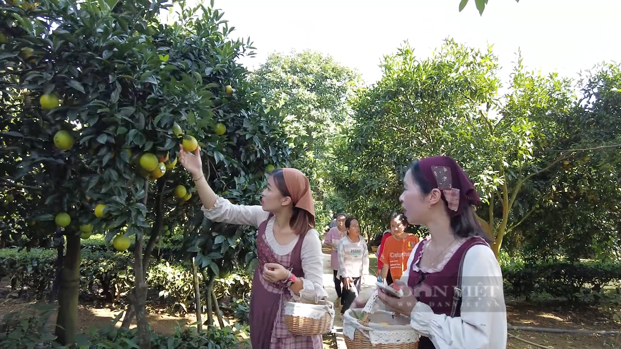 Từ 2 quả cam rốn lồi, anh nông dân có cơ ngơi tiền tỷ - Ảnh 5.