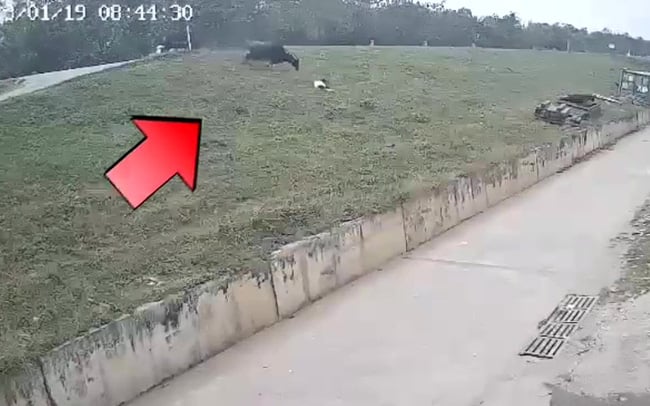 Vụ cô gái bị trâu &quot;điên&quot; húc vỡ gan: Ai phải bồi thường? - Ảnh 1.