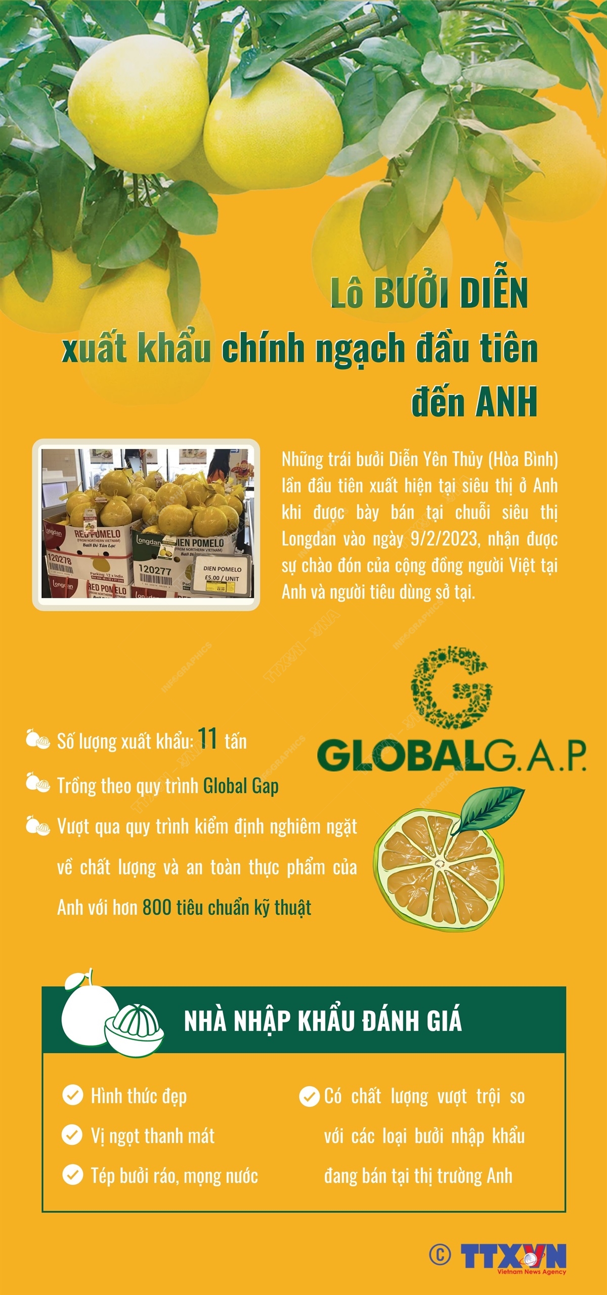 Lô bưởi Diễn xuất khẩu chính ngạch đầu tiên đến Anh - Ảnh 1. Lô bưởi Diễn xuất khẩu chính ngạch đầu tiên đến Anh - Ảnh 1.
