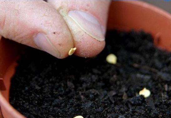 Ăn xong vùi hạt xuống đất, chẳng mấy cây mọc lớn nhanh, sau lại có quả, nhà chung cư cũng trồng vô tư - Ảnh 5.