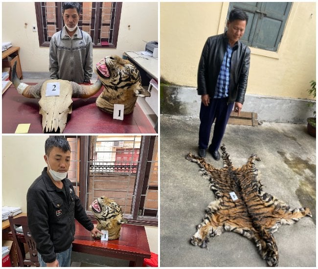 Nghệ An: Bắt 3 đối tượng thu giữ 9 bộ da hổ - Ảnh 2. Nghệ An: Bắt 3 đối tượng thu giữ 9 bộ da hổ - Ảnh 2.