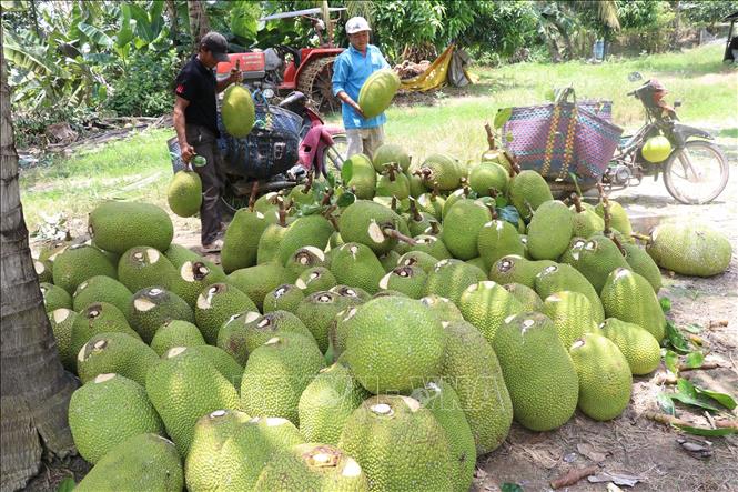 Nông sản chủ lực Đồng Tháp Mười được giá - Ảnh 3. Nông sản chủ lực Đồng Tháp Mười được giá - Ảnh 3.