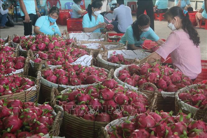 Nông sản chủ lực Đồng Tháp Mười được giá - Ảnh 2. Nông sản chủ lực Đồng Tháp Mười được giá - Ảnh 2.