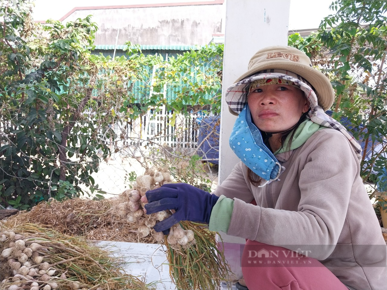 Lãnh đạo Sở NN&PTNT nói gì về báo cáo vụ tỏi mất vùa mất giá mà Dân Việt đã phản ánh? - Ảnh 1.