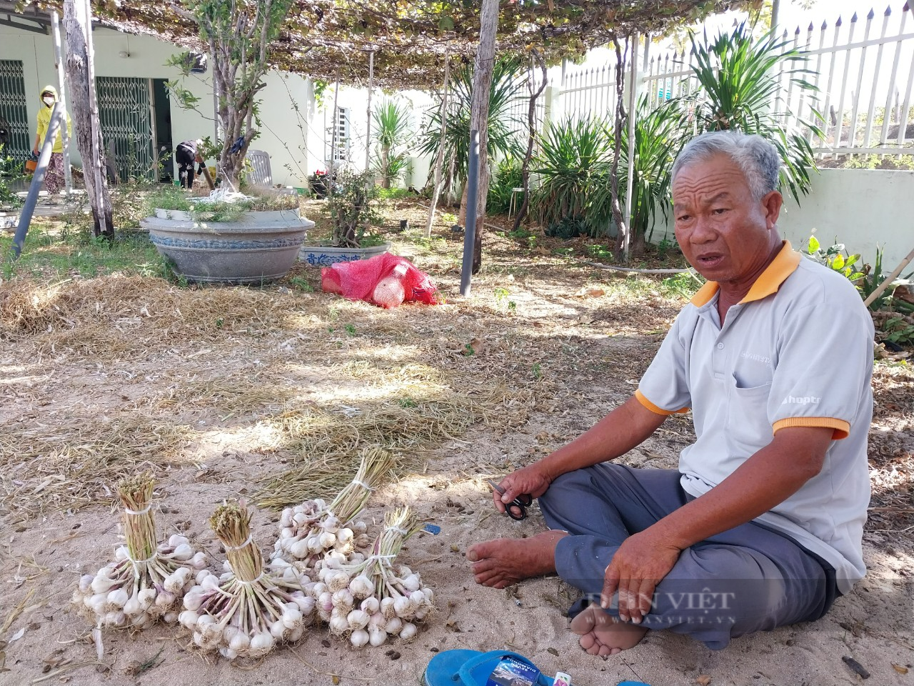 Lãnh đạo Sở NN&PTNT nói gì về báo cáo vụ tỏi mất vùa mất giá mà Dân Việt đã phản ánh? - Ảnh 6.
