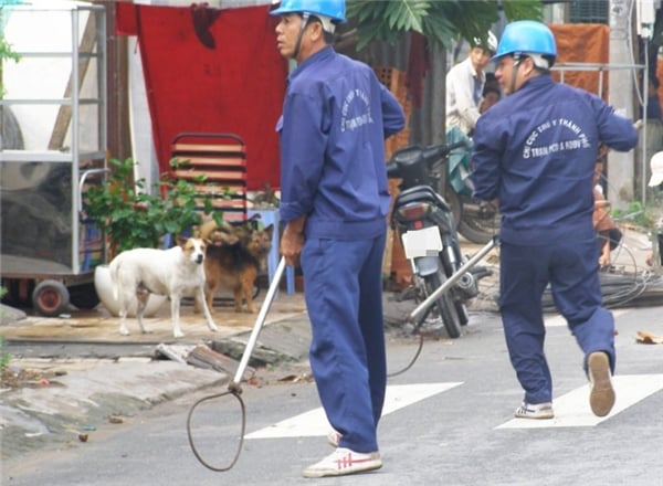 Quy định xử phạt thả rông chó ra đường, để chó phóng uế bừa bãi bị phạt nặng nhất bao nhiêu tiền? - Ảnh 2.