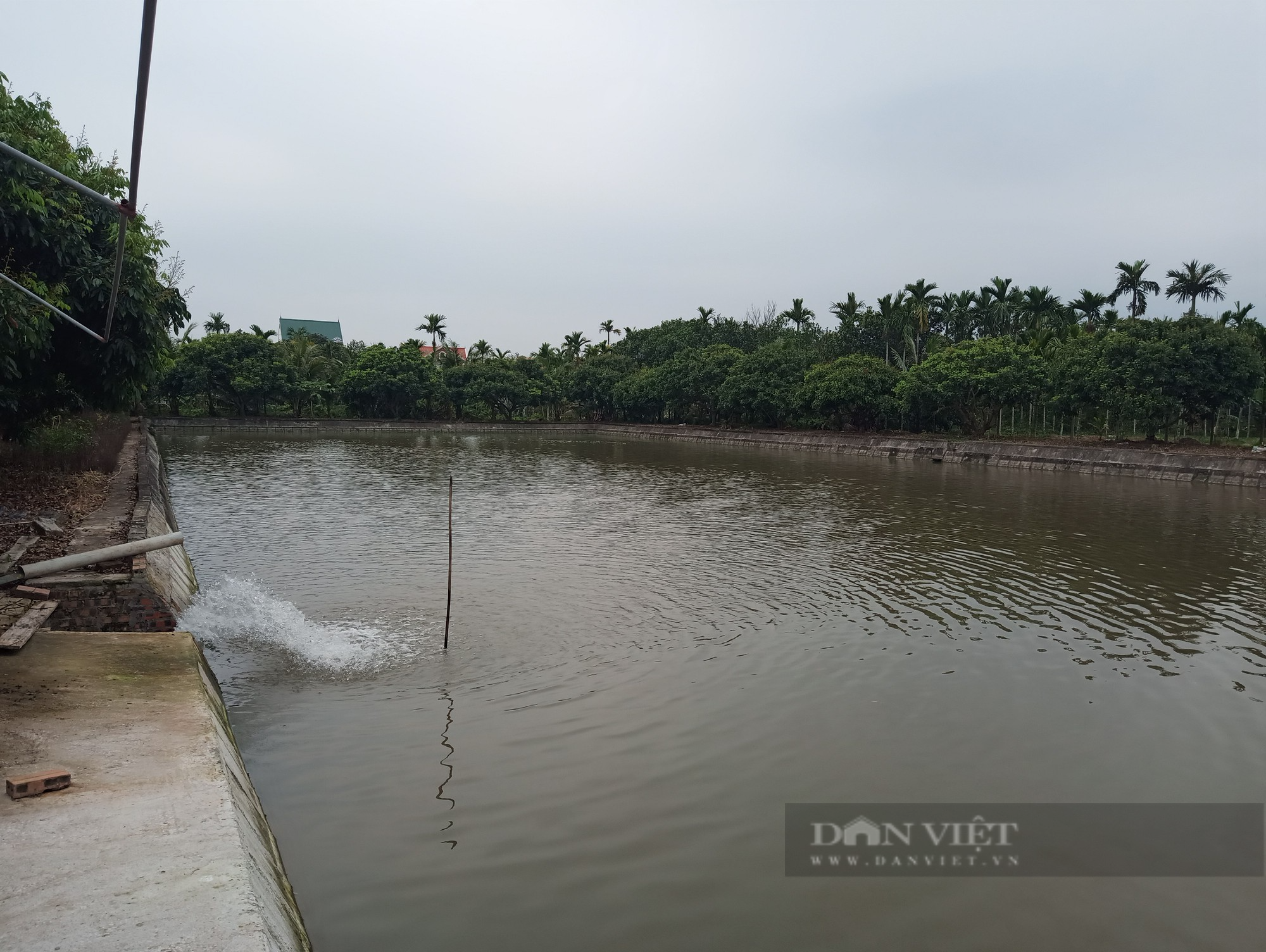 Nuôi loài cá không ai nuôi, ông nông dân này ở Hải Dương chăm sóc nhàn tênh, mỗi năm lãi nửa tỷ đồng - Ảnh 3.