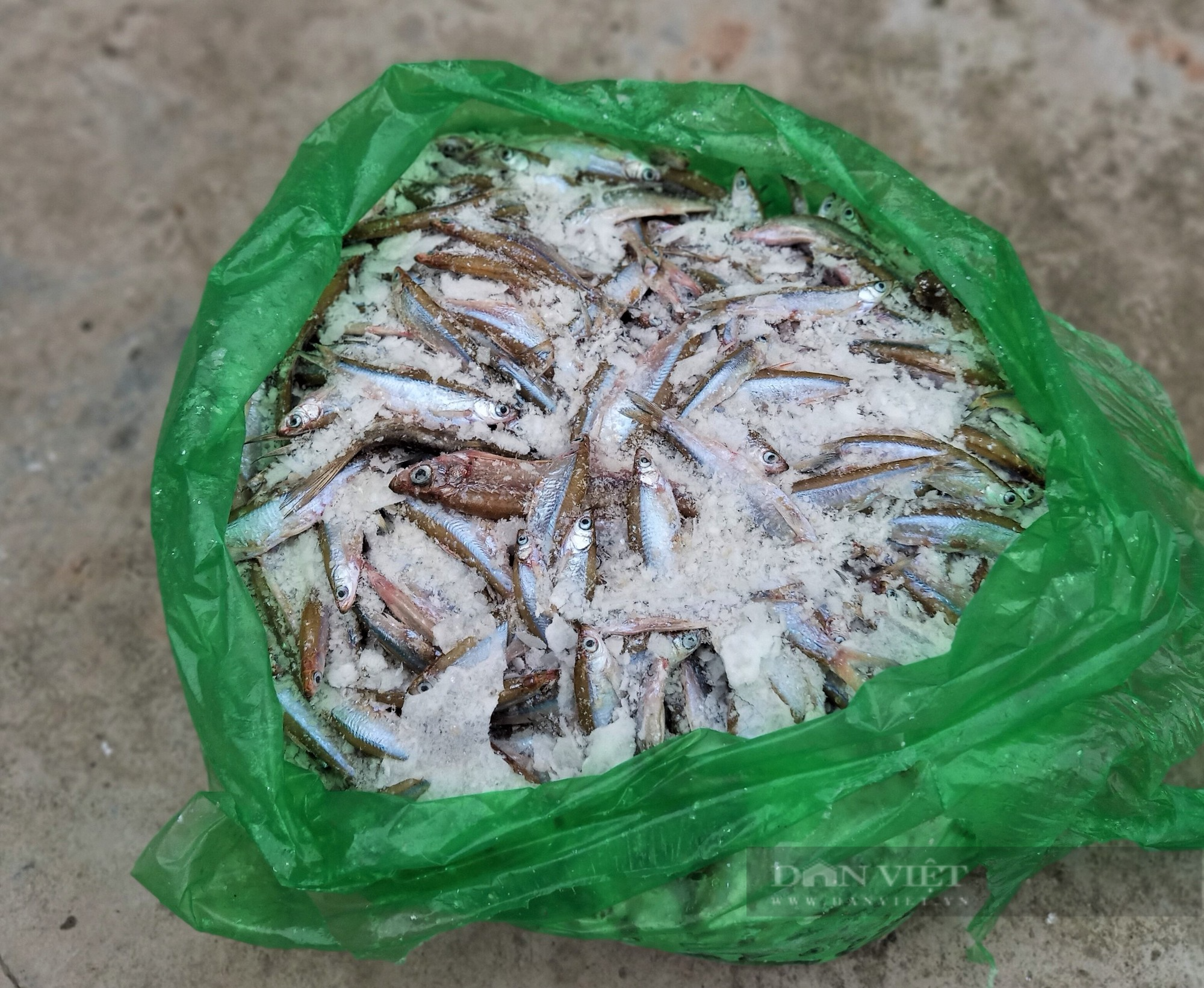 Nuôi loài cá không ai nuôi, ông nông dân này ở Hải Dương chăm sóc nhàn tênh, mỗi năm lãi nửa tỷ đồng - Ảnh 10.