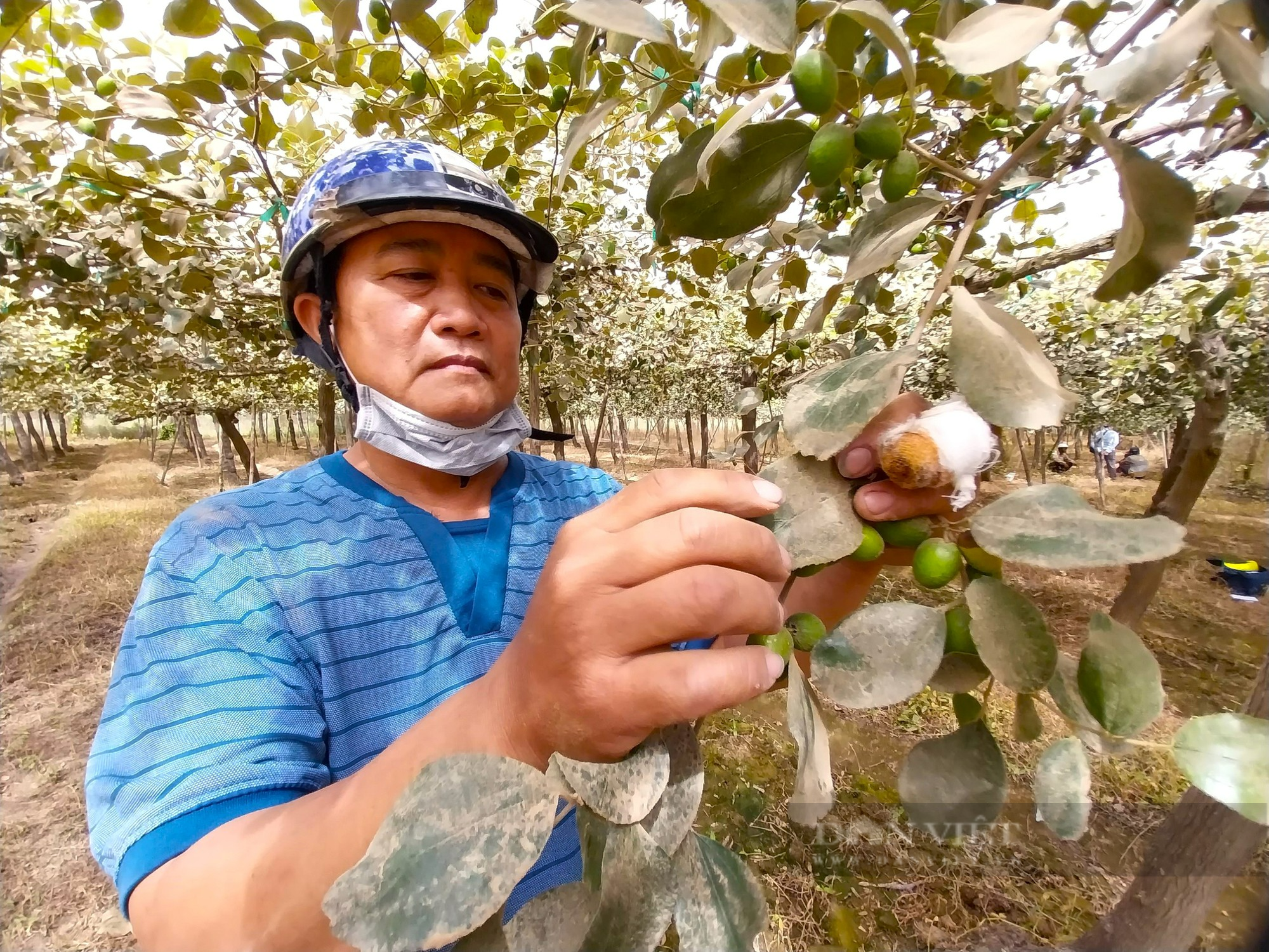 Nông dân Ninh Thuận kêu cứu vì bão bụi từ công trình cao tốc Bắc – Nam tấn công cây trồng gây thiệt hại nặng - Ảnh 3.