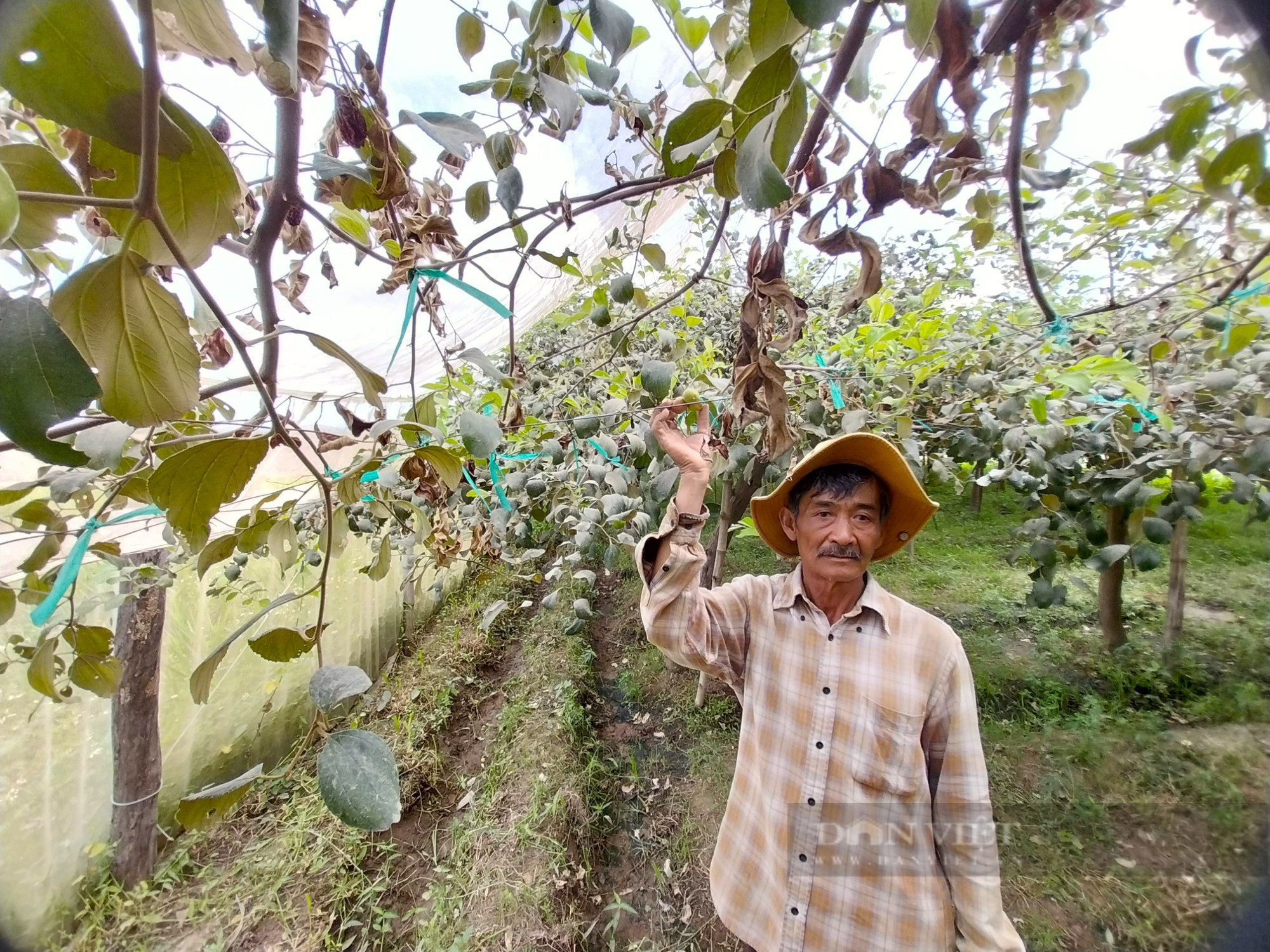 Nông dân Ninh Thuận kêu cứu vì bão bụi từ công trình cao tốc Bắc – Nam tấn công cây trồng gây thiệt hại nặng - Ảnh 4.