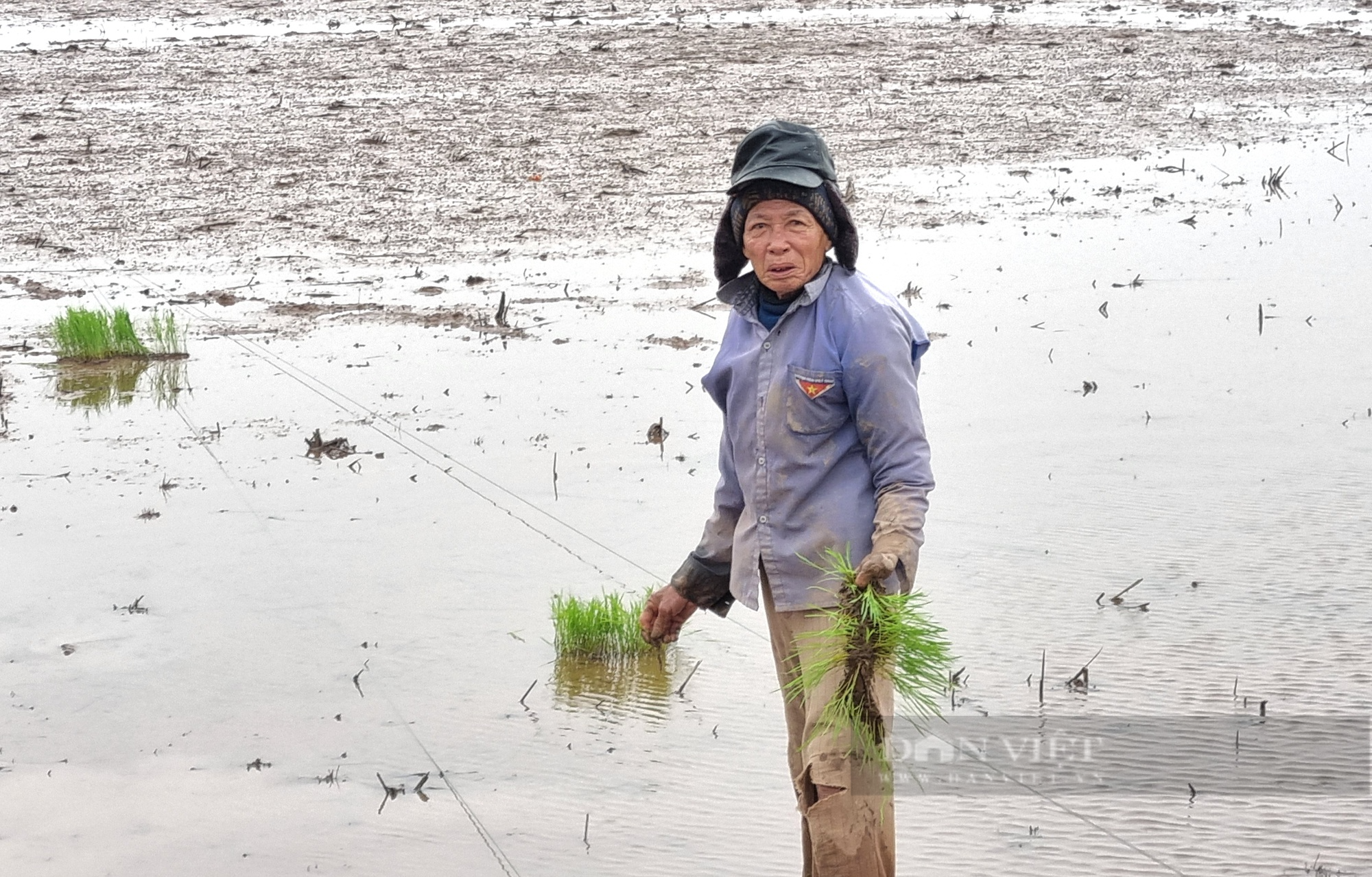 Ninh Bình: Người đàn ông khuyết nhiều ngón tay trái nhưng vẫn cấy nhanh 1 sào lúa/ngày - Ảnh 2.