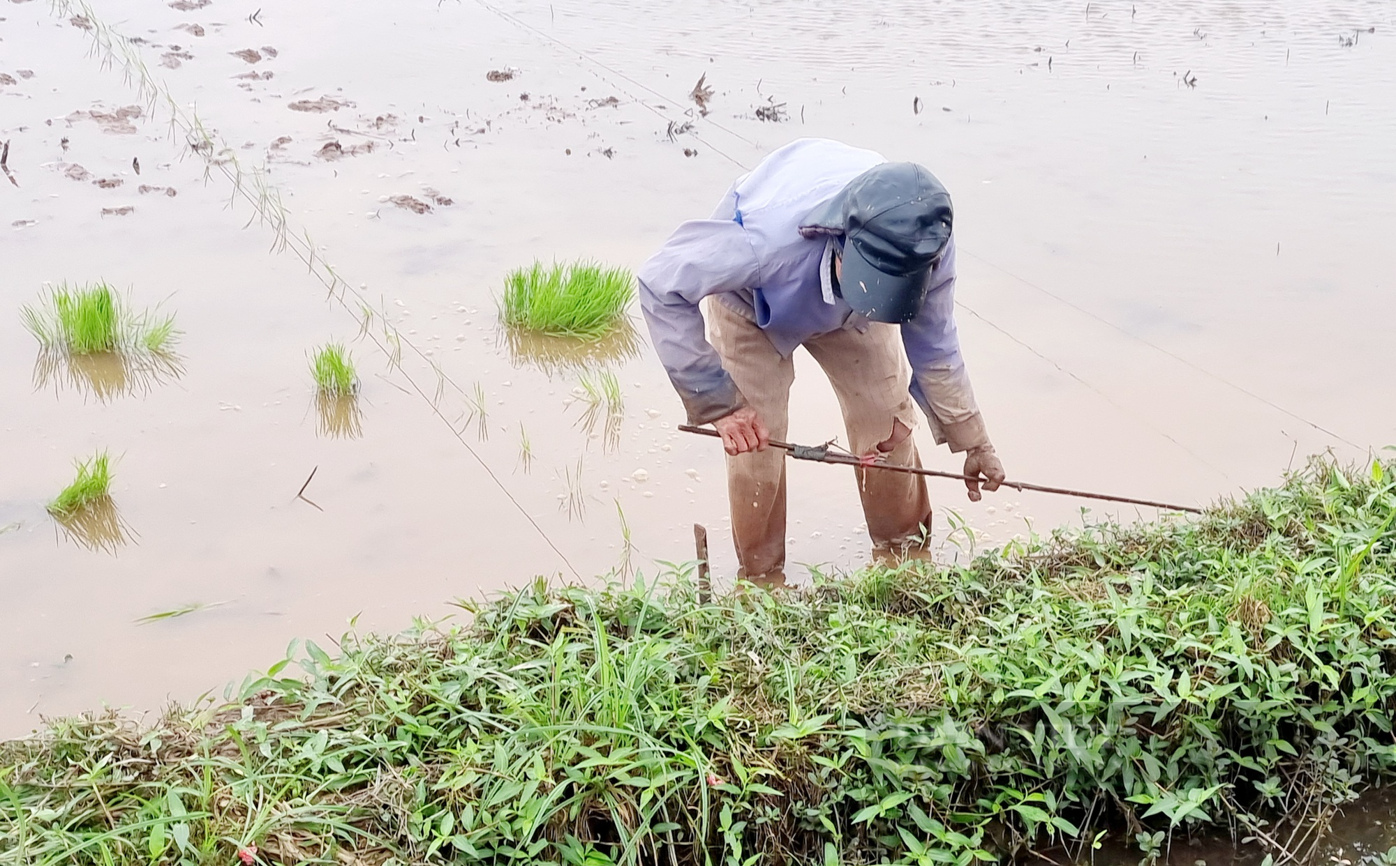Ninh Bình: Người đàn ông khuyết nhiều ngón tay trái nhưng vẫn cấy nhanh 1 sào lúa/ngày - Ảnh 3.