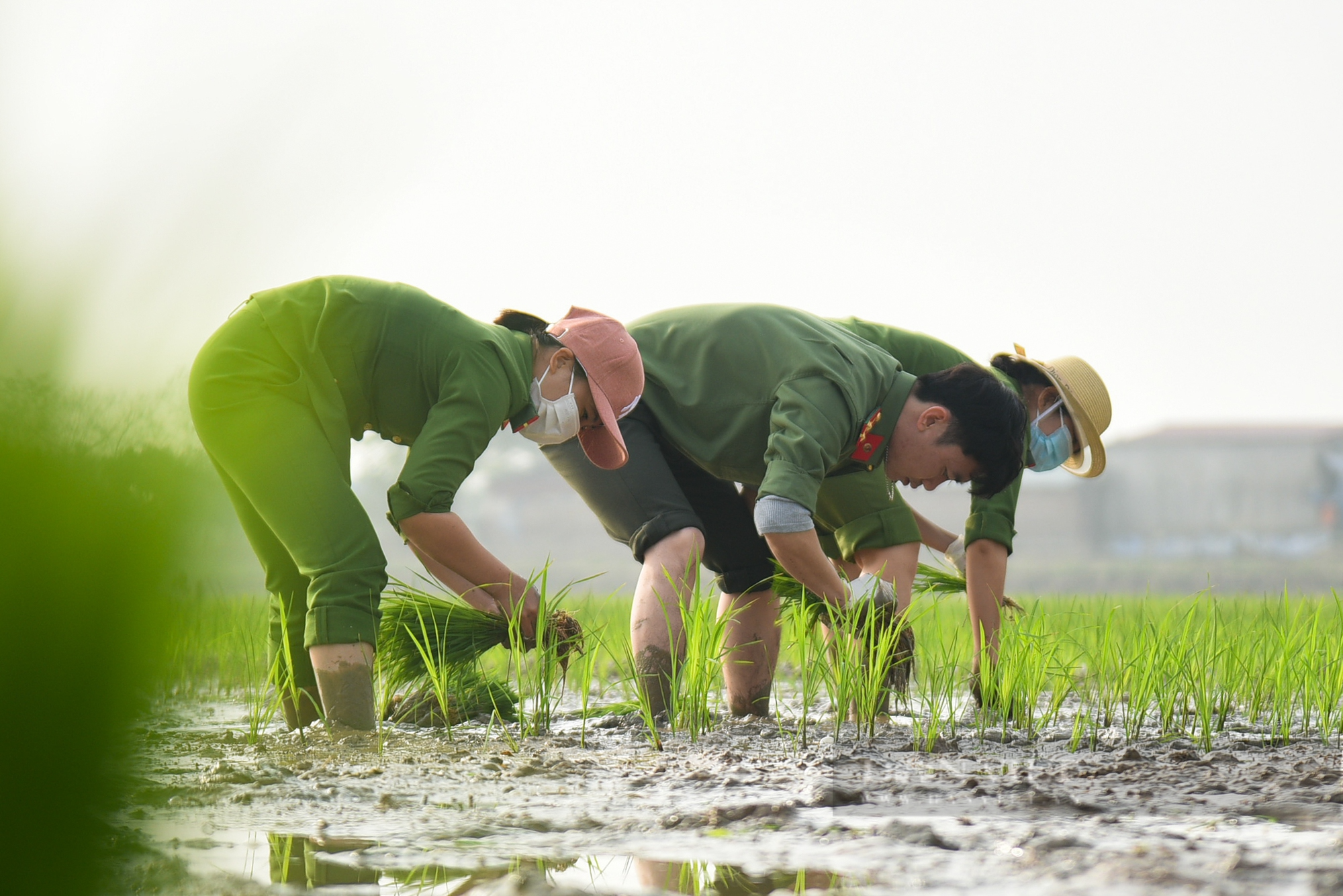 Hình ảnh Công an Thủ đô bì bõm lội ruộng giúp dân cấy lúa vụ Chiêm Xuân - Ảnh 5.