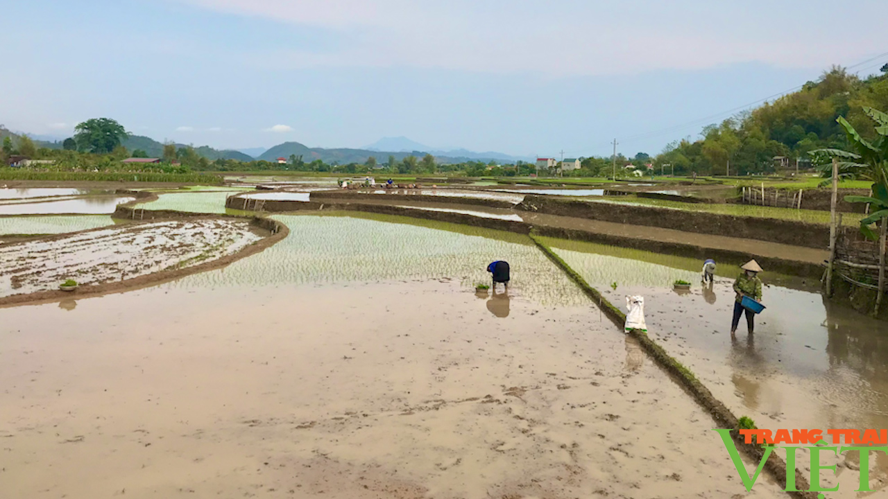 Vùng cao hối hả xuống đồng gieo cấy vụ lúa xuân - Ảnh 1. Vùng cao hối hả xuống đồng gieo cấy vụ lúa xuân - Ảnh 1.