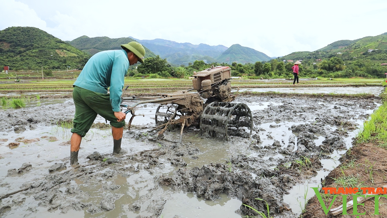 Vùng cao hối hả xuống đồng gieo cấy vụ lúa xuân - Ảnh 2. Vùng cao hối hả xuống đồng gieo cấy vụ lúa xuân - Ảnh 2.