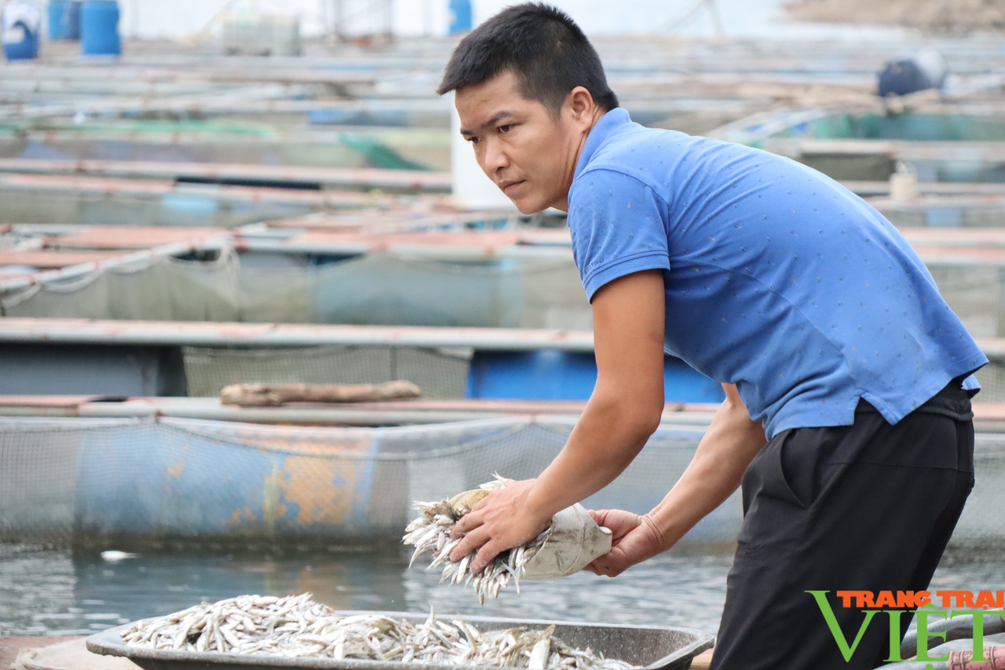 Mục sở thị trại cá lồng VietGAP lớn nhất lòng hồ Hòa Bình - Ảnh 5.