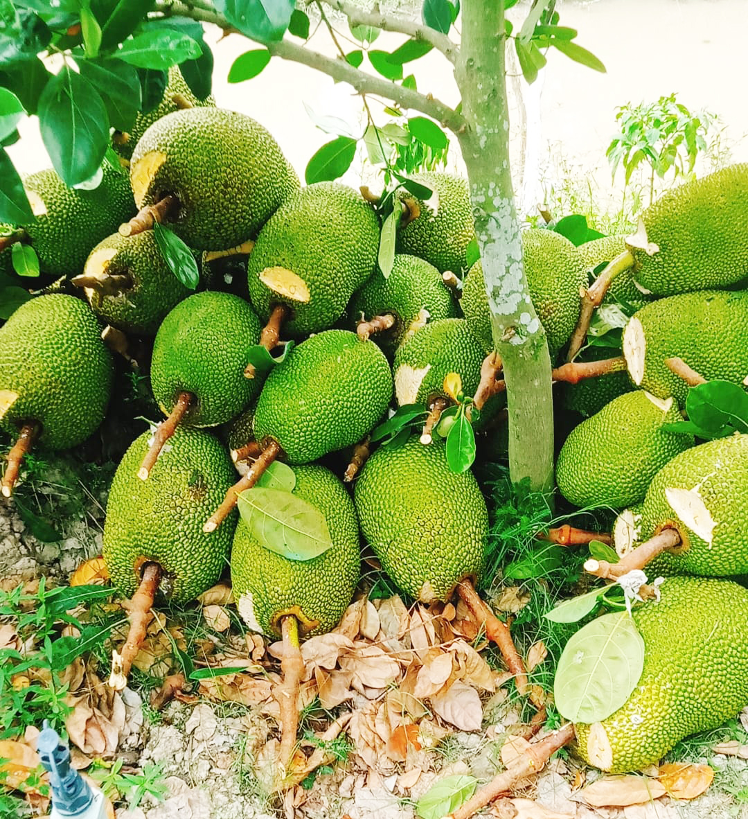 Giá mít Thái hôm nay 19/2: Mít Kem tăng giá, trái mít Thái bị móp méo, cong eo phải xử lý ra sao? - Ảnh 1.