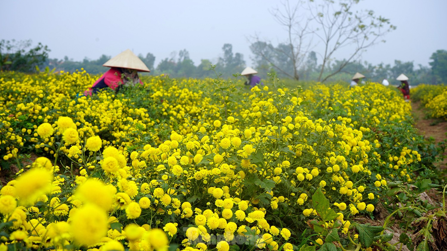 Bội thu khi dân bỏ cúc thường, trồng hoa cúc chi làm trà uống cùng mật ong - Ảnh 2.