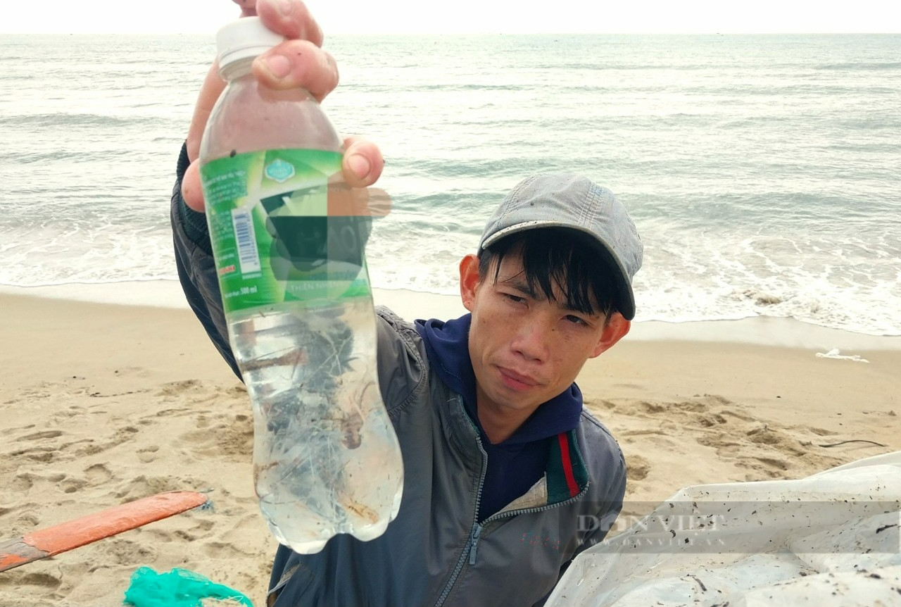Ngư dân Ninh Thuận kiếm tiền triệu mỗi ngày nhờ đánh bắt tôm hùm con  - Ảnh 1.