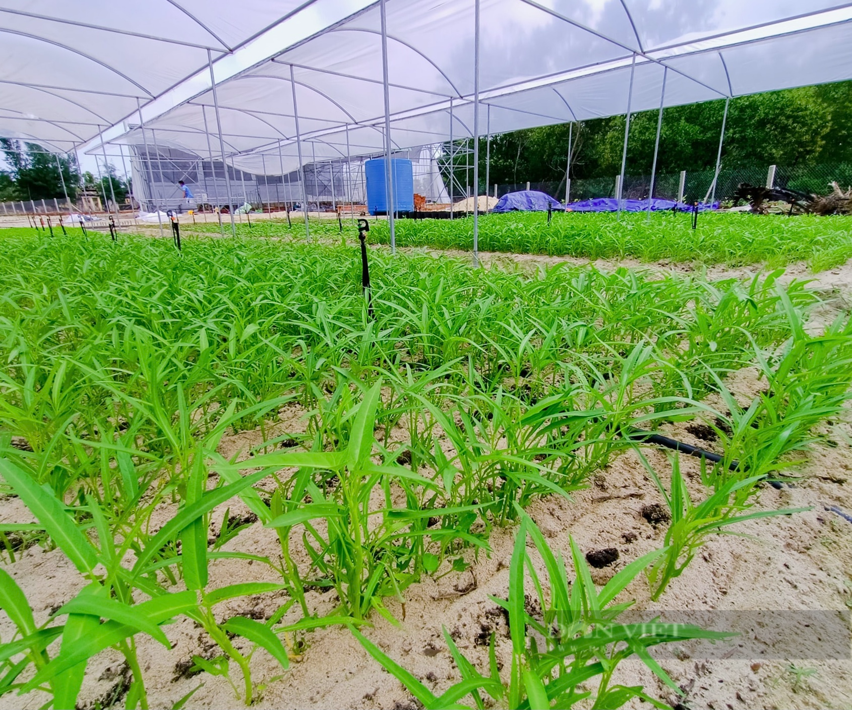 Nữ 9X xứ Quảng bỏ phố về quê, biến vùng cát trắng thành nông trại xanh - Ảnh 8.