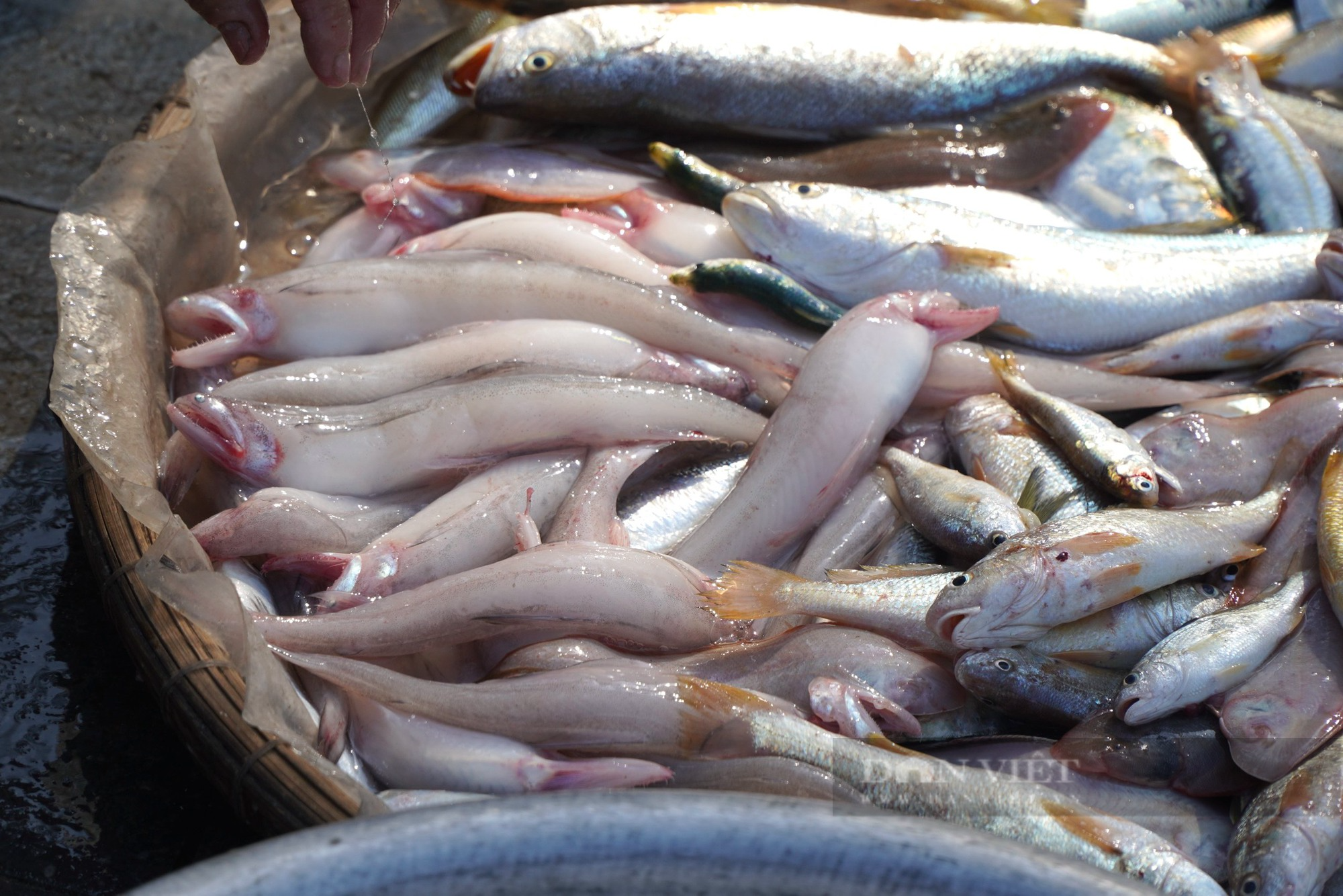 Cá gì mà giá hơn nửa triệu đồng/kg nhưng ngư dân xứ Thanh vẫn không có để bán? - Ảnh 7.