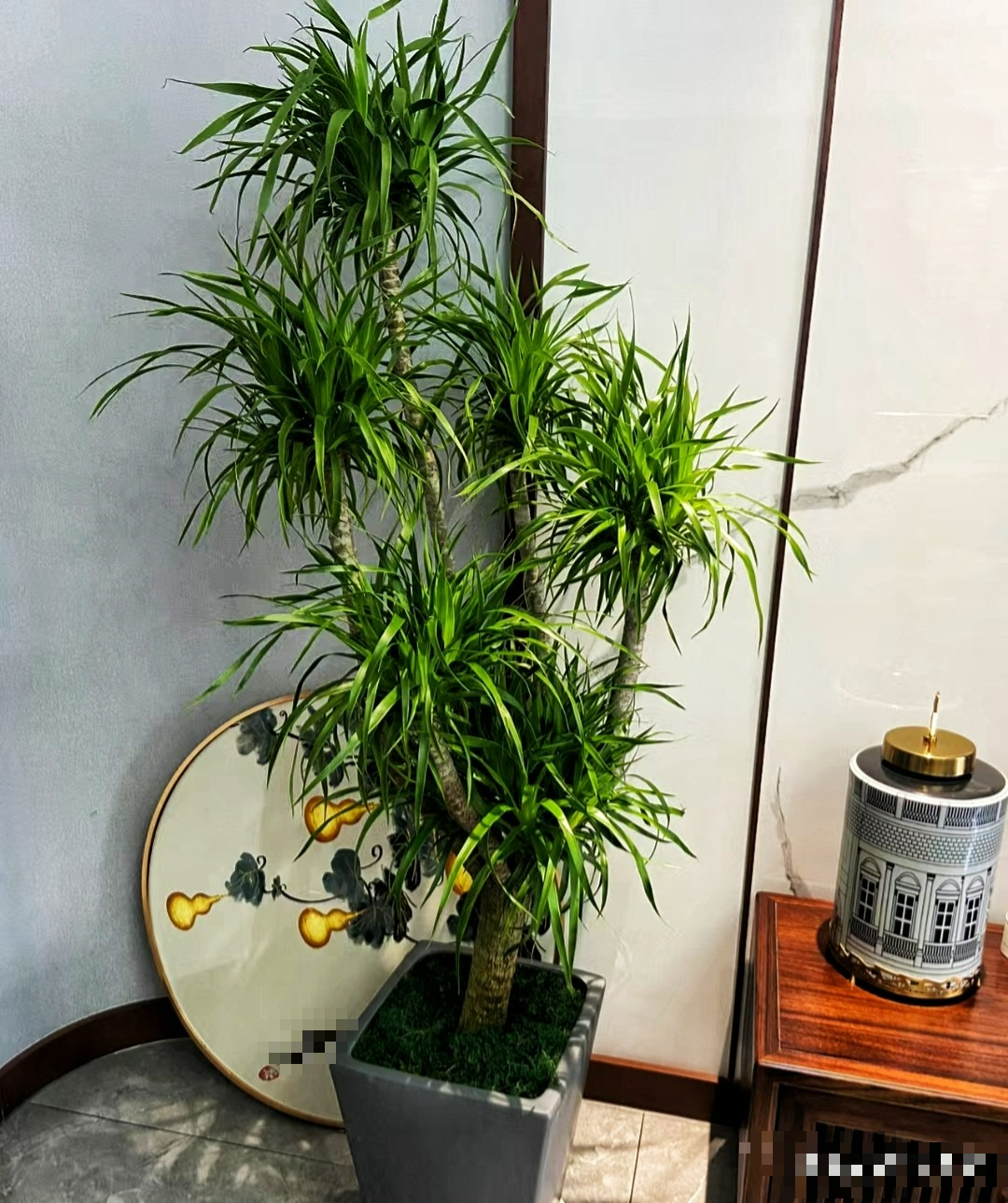 &quot;Vua&quot; của cây cảnh trong nhà, sang chảnh, bá đạo, giữ làm vật báu gia truyền - Ảnh 5.
