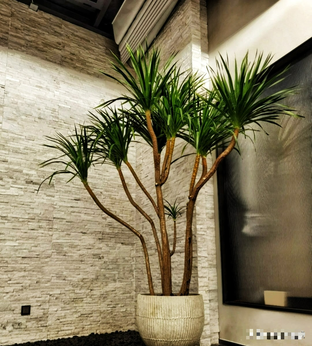 &quot;Vua&quot; của cây cảnh trong nhà, sang chảnh, bá đạo, giữ làm vật báu gia truyền - Ảnh 6.