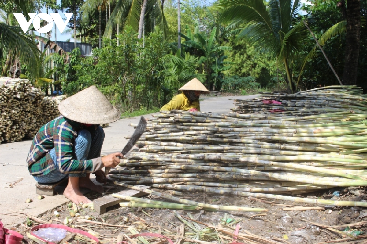 Nỗi lo trồng mía bán chục - Ảnh 2.