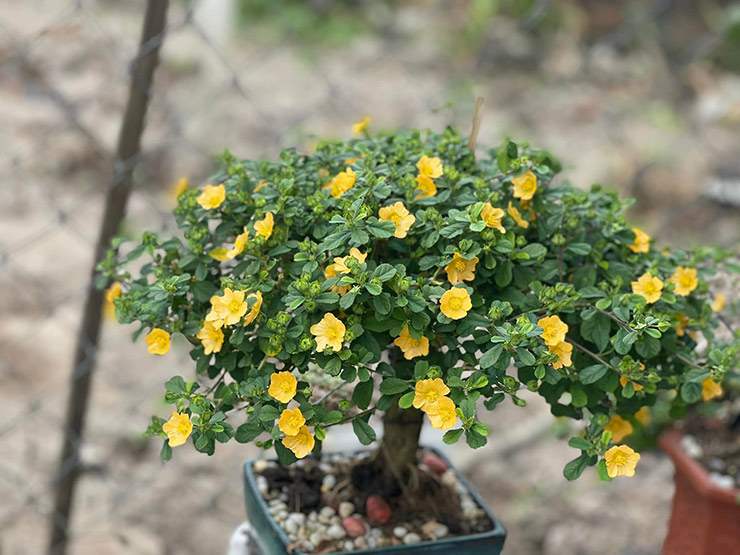 Từng là cây dại mọc đầy đường nay được &quot;lên đời&quot; thành bonsai hút khách chơi Tết Quý Mão 2023 - Ảnh 1.