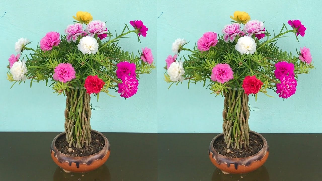 Từng là cây dại mọc đầy đường nay được &quot;lên đời&quot; thành bonsai hút khách chơi Tết Quý Mão 2023 - Ảnh 10.