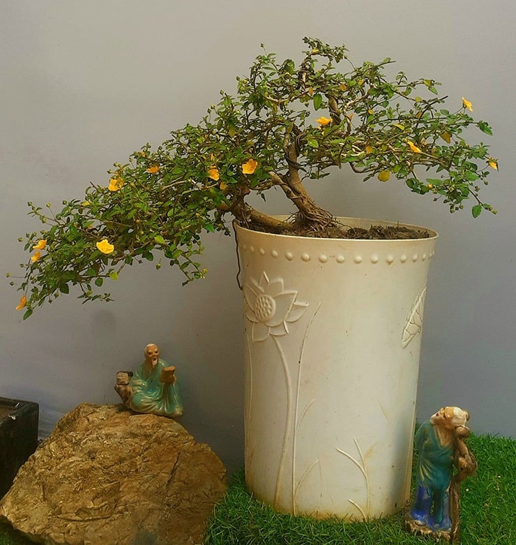 Từng là cây dại mọc đầy đường nay được &quot;lên đời&quot; thành bonsai hút khách chơi Tết Quý Mão 2023 - Ảnh 2.