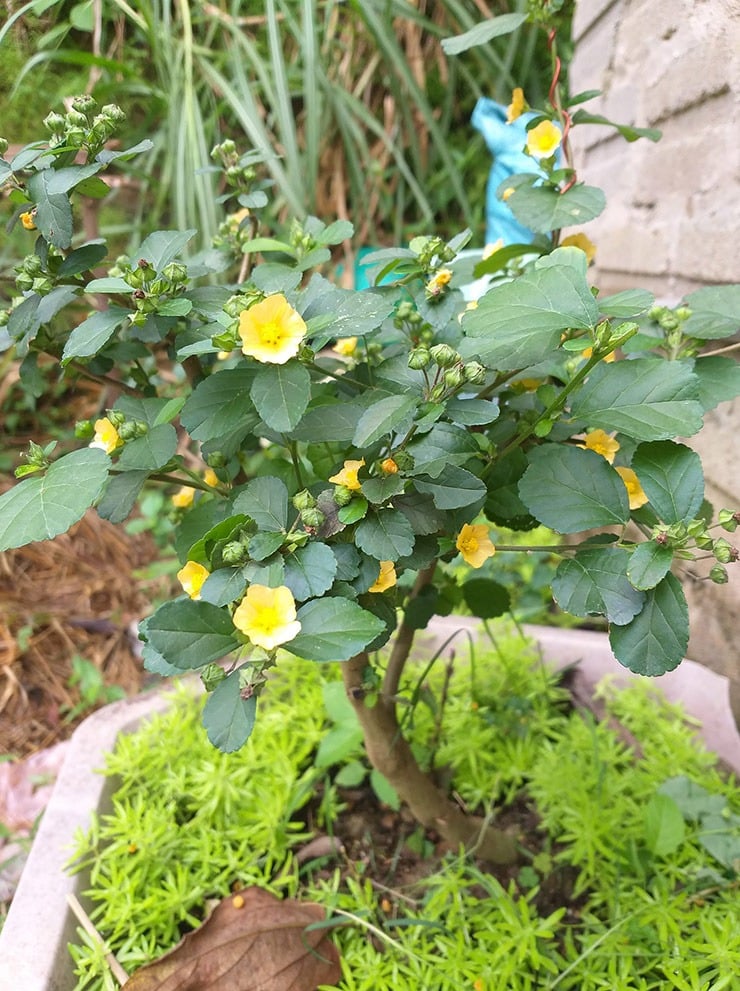 Từng là cây dại mọc đầy đường nay được &quot;lên đời&quot; thành bonsai hút khách chơi Tết Quý Mão 2023 - Ảnh 4.