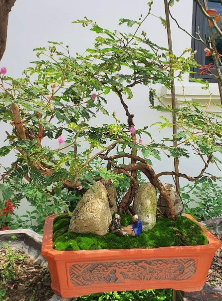 Từng là cây dại mọc đầy đường nay được &quot;lên đời&quot; thành bonsai hút khách chơi Tết Quý Mão 2023 - Ảnh 6.