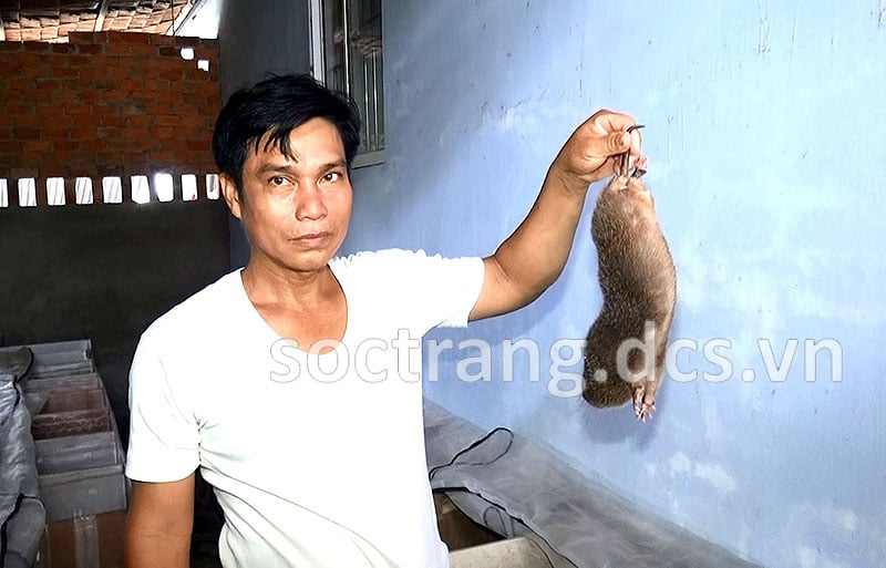 Nuôi chuột nứa ở Sóc Trăng, đỡ hẳn tiền mua thức ăn mà bán làm đặc sản đắt tiền - Ảnh 1.
