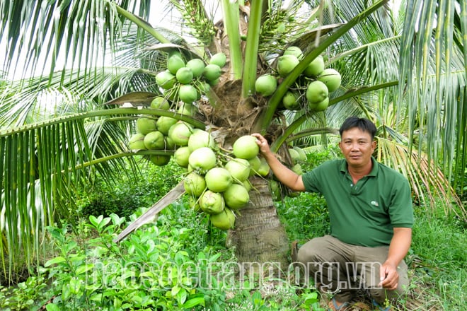Trồng thứ cây ra quả đặc sản này, nông dân Sóc Trăng cứ hái xuống là có người mua - Ảnh 1.