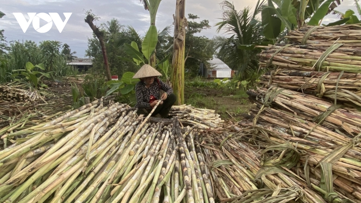 Nỗi lo trồng mía bán chục - Ảnh 3.