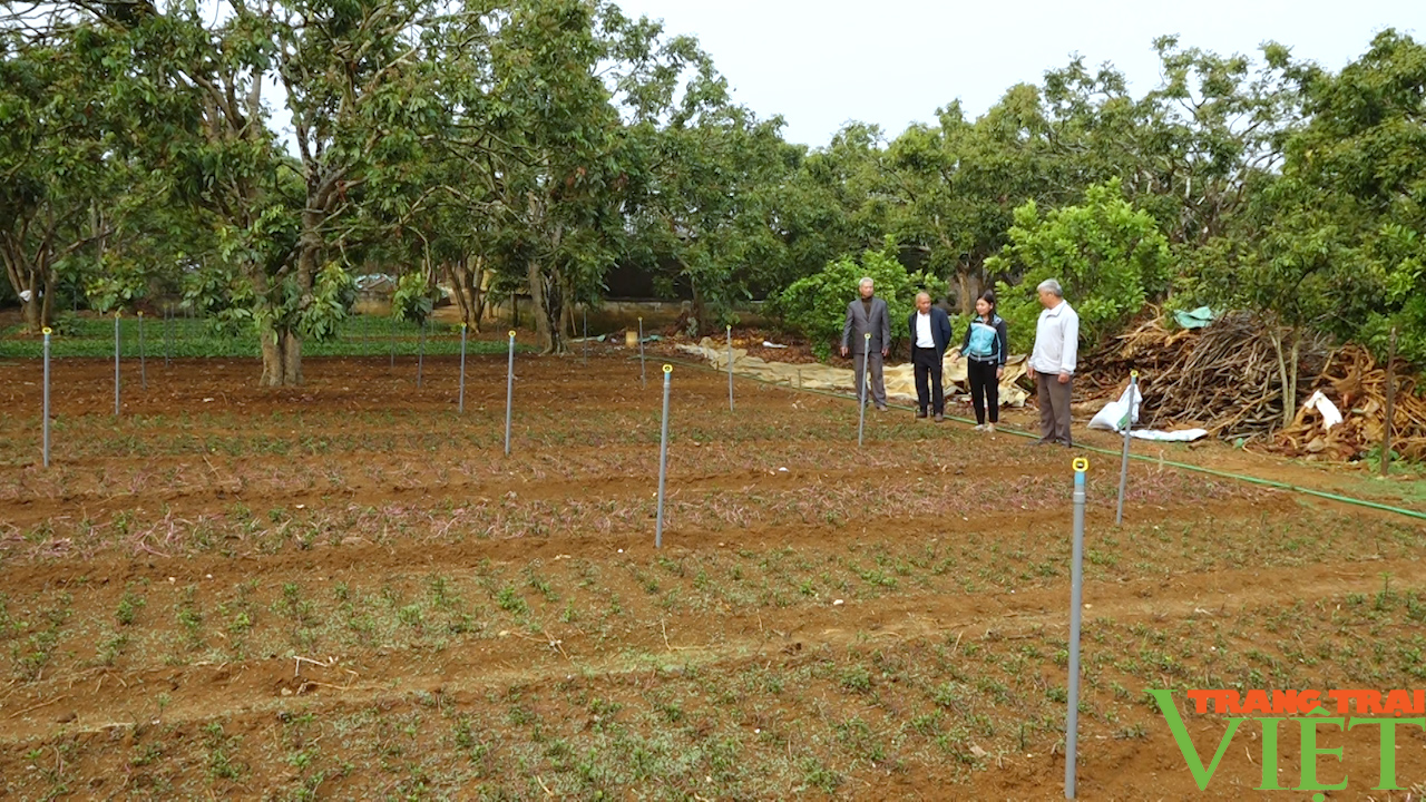 Đào ao thả cá, trồng cây ăn quả, lão nông cao nguyên lãi đậm - Ảnh 9. Đào ao thả cá, trồng cây ăn quả, lão nông cao nguyên lãi đậm - Ảnh 9.