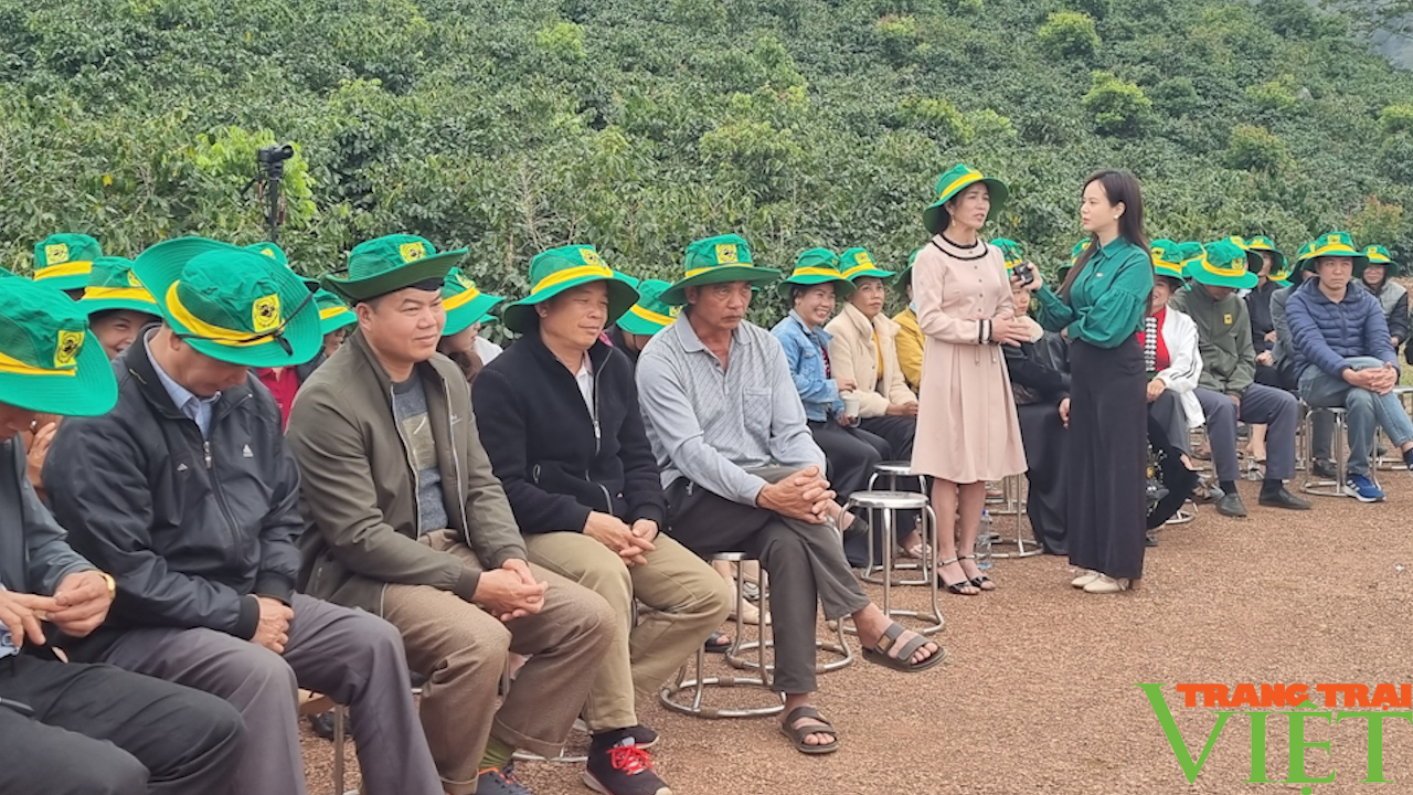 Sơn La: Canh tác cà phê thông minh - Ảnh 2.